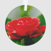 Morning Red Rose bedekt met dauwdruppels Ornament (achterkant)