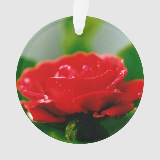 Morning Red Rose bedekt met dauwdruppels Ornament (voorkant)