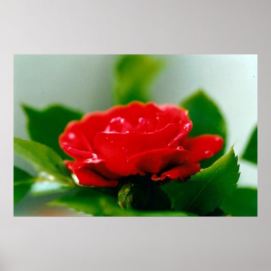 Morning red Rose bedekt met dauwdruppels Poster (Voorkant)
