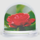 Morning red Rose bedekt met dauwdruppels Sneeuwbol (Achterkant)