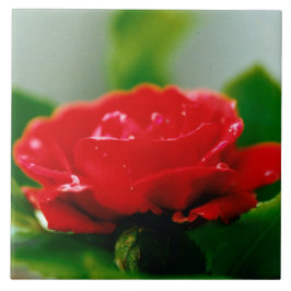 Morning red Rose bedekt met dauwdruppels Tegeltje