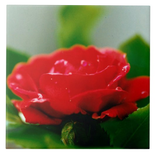 Morning red Rose bedekt met dauwdruppels Tegeltje (Voorkant)