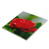 Morning red Rose bedekt met dauwdruppels Tegeltje (Zijkant)