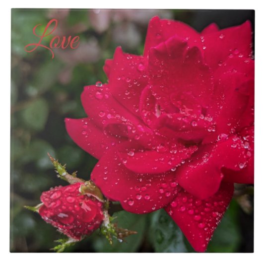 Morning Roos Tegeltje (Voorkant)