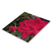 Morning Roos Tegeltje (Zijkant)