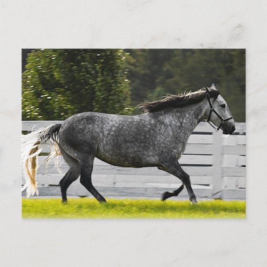 Morning Run Briefkaart (Voorkant)