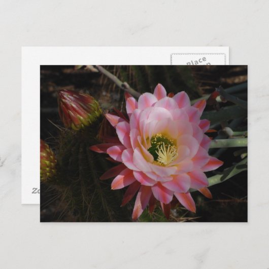 Morning Shade Briefkaart (Voorkant / Achterkant)