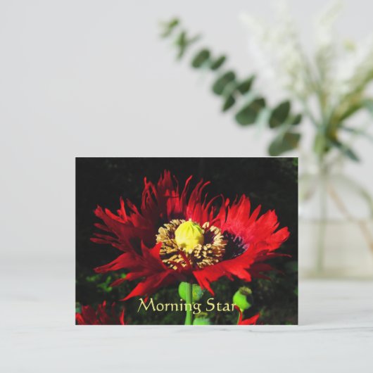 Morning Star Briefkaart (Staand voorkant)