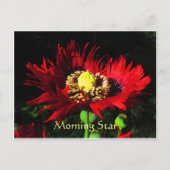 Morning Star Briefkaart (Voorkant)