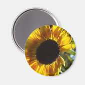 Morning Sunflower  Magneet (Voorkant / Achterkant)