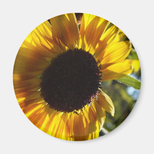 Morning Sunflower  Magneet (Voorkant)