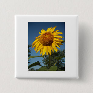 Morning Sunflower Vierkante Button 5,1 Cm