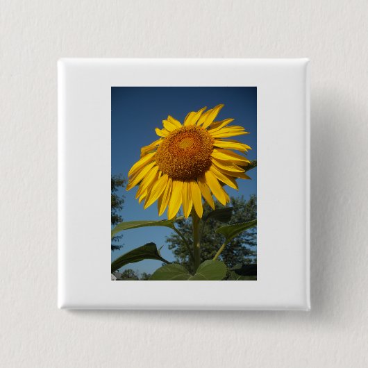 Morning Sunflower Vierkante Button 5,1 Cm (Voorkant)