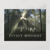 Morning Sunlight through Trees, Effigy Mounds, IA Briefkaart (Voorkant)