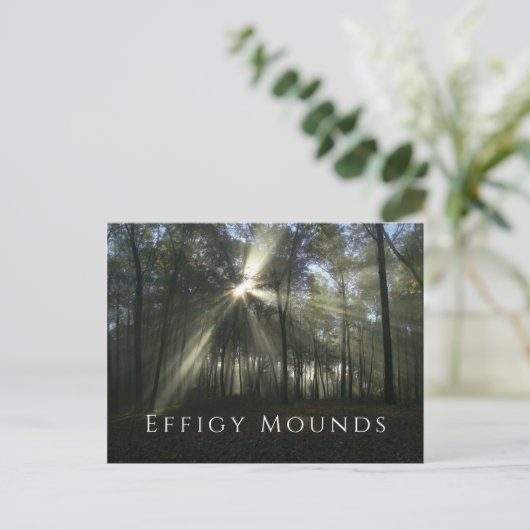 Morning Sunlight through Trees, Effigy Mounds, IA Briefkaart (Staand voorkant)