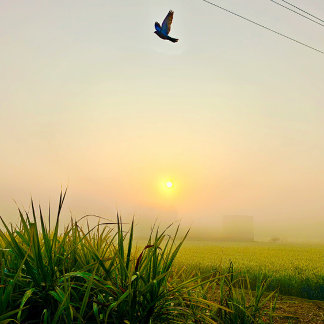 Morning Village uitzicht Poster