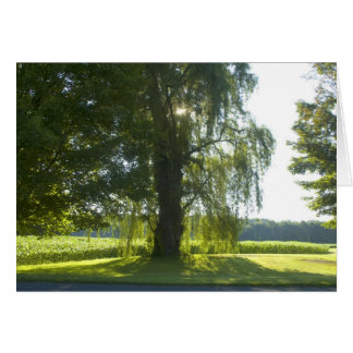 Morning Willow - Start de dag van het heldere zonl