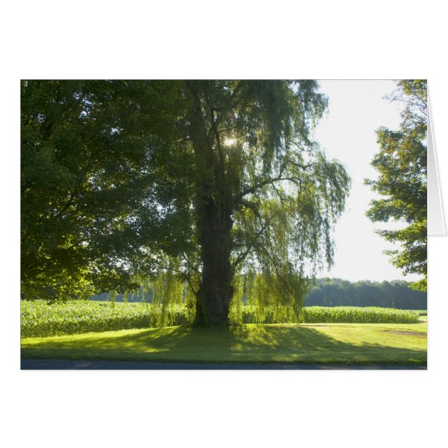 Morning Willow - Start de dag van het heldere zonl (Voorkant Horizontaal)