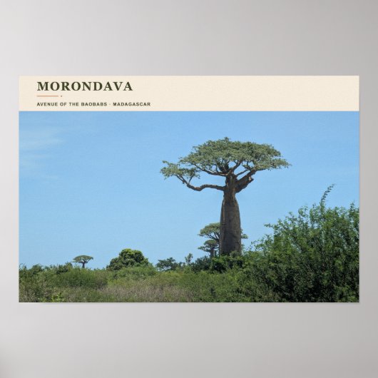 Morondava Laan van de Baobabs Poster (Voorkant)