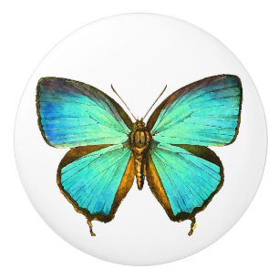 Morpho Butterfly Insect Wildlife Animal Knob Keramische Knop