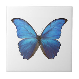 MORPHO DIDIUS D TEGELTJE