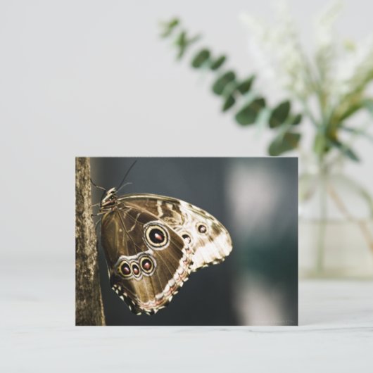 Morpho peleides Briefkaart (Staand voorkant)