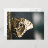 Morpho peleides Briefkaart (Voorkant / Achterkant)