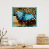 Morpho Peleides - Common Morpho ... Poster (Keuken)
