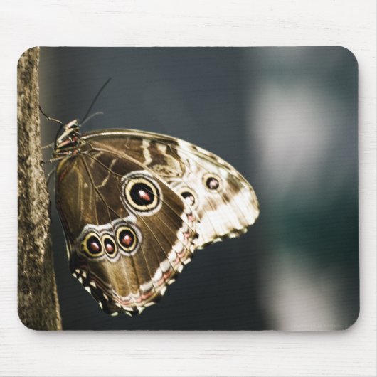 Morpho peleides Mousepad Muismat (Voorkant)