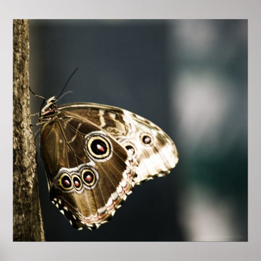 Morpho peleides Print (Voorkant)