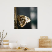 Morpho peleides Print (Keuken)