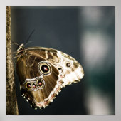 Morpho peleides Print (Voorkant)