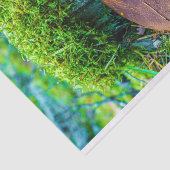 Morrel paddenstoel groene natuur gras tissuepapier (Detail)