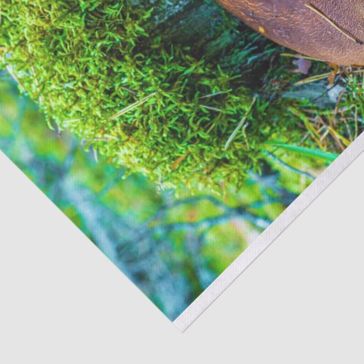 Morrel paddenstoel groene natuur gras tissuepapier (Detail)