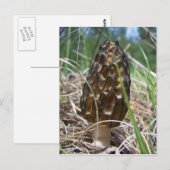 Morrell Mushroom Briefkaart (Voorkant / Achterkant)