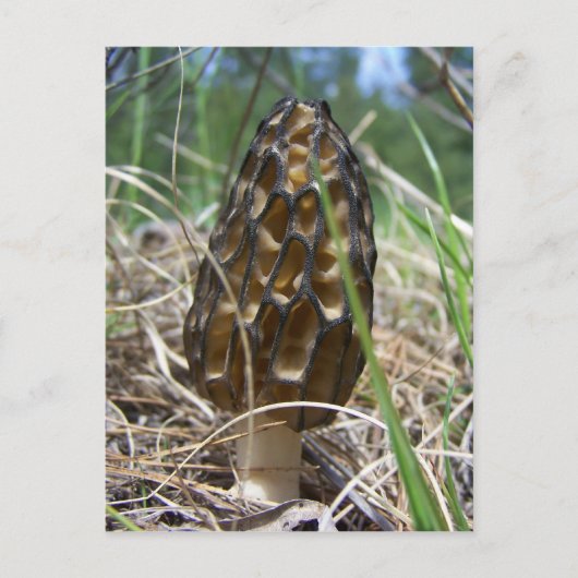 Morrell Mushroom Briefkaart (Voorkant)