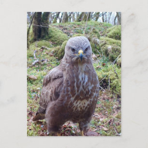 Morrige Buizerd Met Attitude Natuur Portret Kunst Briefkaart