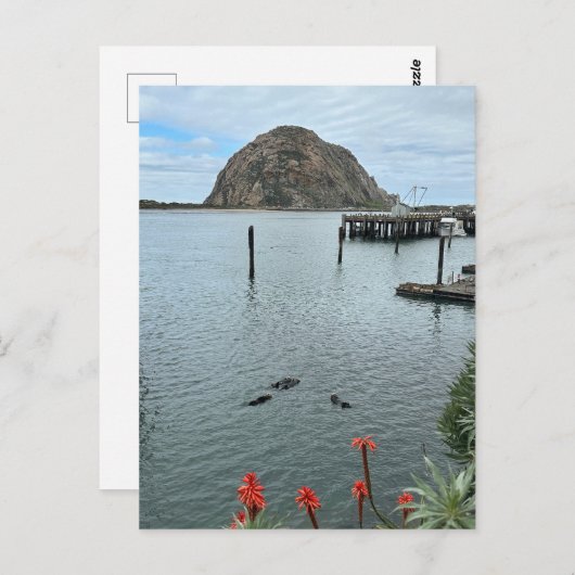 Morro Bay Rock met Otters Briefkaart (Voorkant / Achterkant)