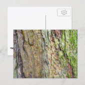 Mos-Bedekte Boomstam Briefkaart (Voorkant / Achterkant)