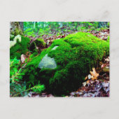 mos briefkaart (Voorkant)