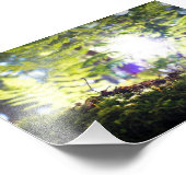 Mos en Fern Sunflare Foto Afdruk (Hoek)