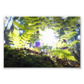 Mos en Fern Sunflare Foto Afdruk (Voorkant)