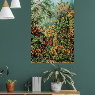 Mos Planten Muscinae door Ernst Haeckel Poster