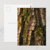 Mosachtige Boomstam Bosstructuur  Briefkaart (Voorkant / Achterkant)