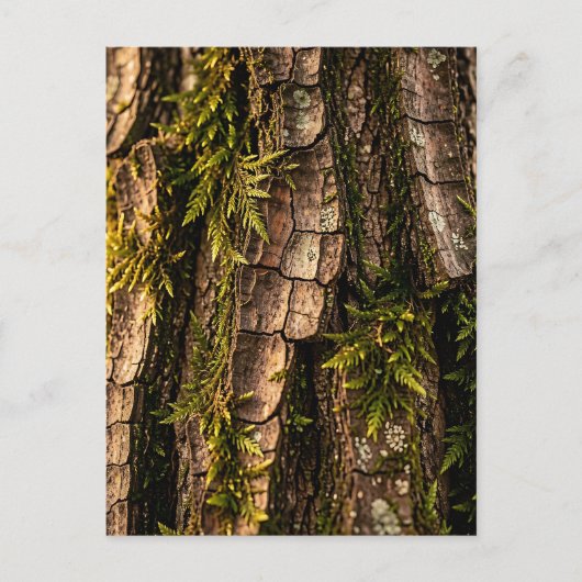 Mosachtige Boomstam Bosstructuur  Briefkaart (Voorkant)