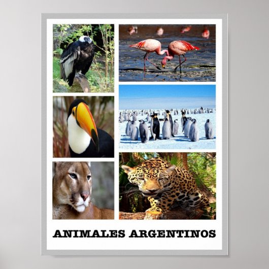 Mosaic Animales Argentinos - Poster (Voorkant)