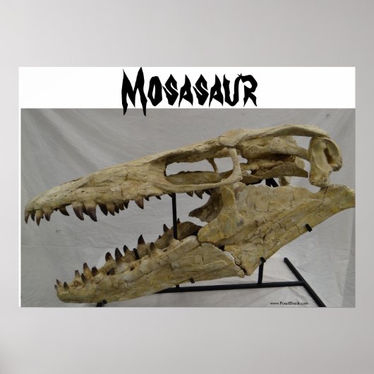 Mosasaur Poster (Voorkant)