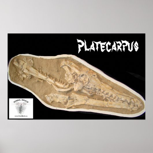 Mosasaur Skull in Matrix Poster (Voorkant)