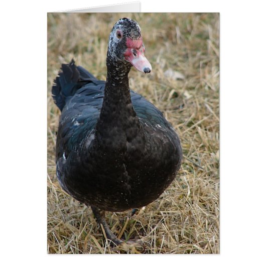 Moskovië hen alle gelegenheden blanco binnen (Voorkant)