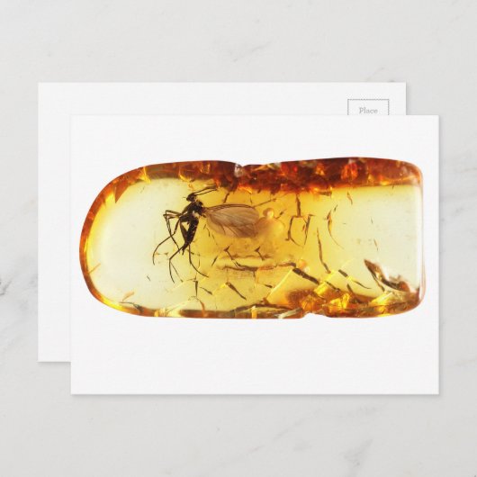 Mosquito in amber briefkaart (Voorkant / Achterkant)
